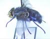 Calliphora vicina